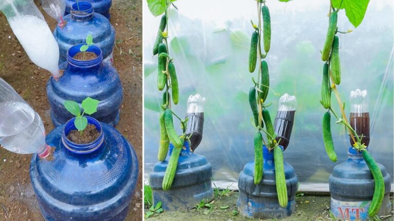 This simple technique transforms plastic bottles into a thriving cucumber garden…