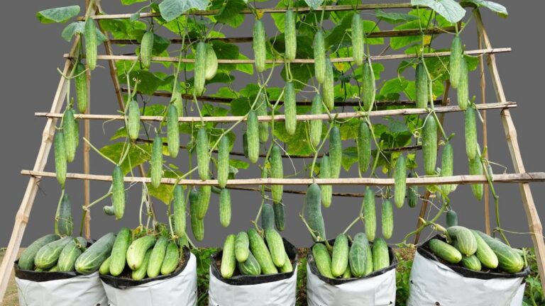 This simple technique transforms your garden into a cucumber paradise…