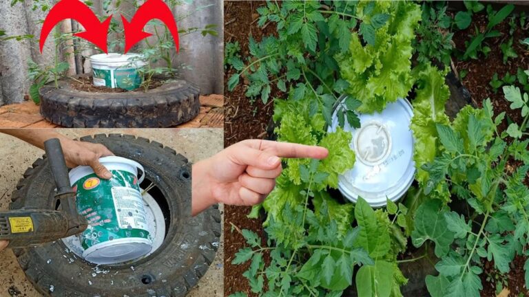 This simple trick transforms used tires into thriving tomato planters…