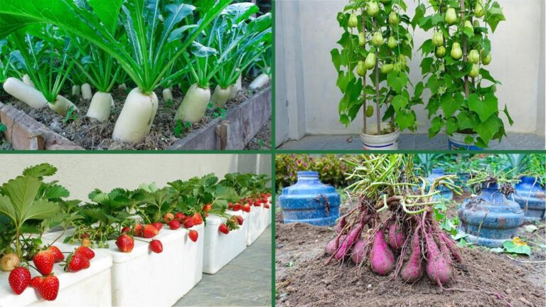This simple method transforms your garden into a bountiful paradise for seniors…