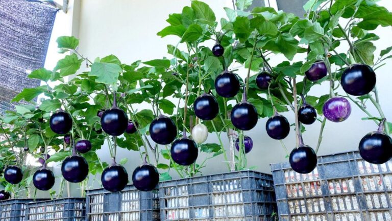 This simple technique transforms your garden into a delicious eggplant paradise…