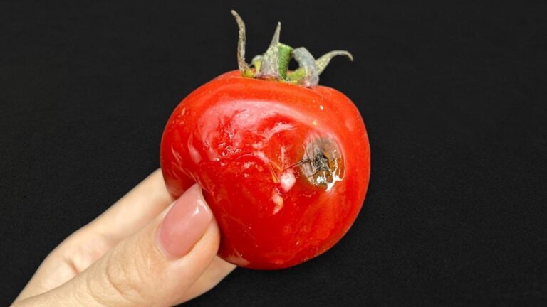 This forgotten trick turns rotten tomatoes into your garden’s secret weapon…