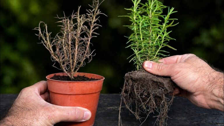 This simple method will keep your rosemary thriving instead of drying out…