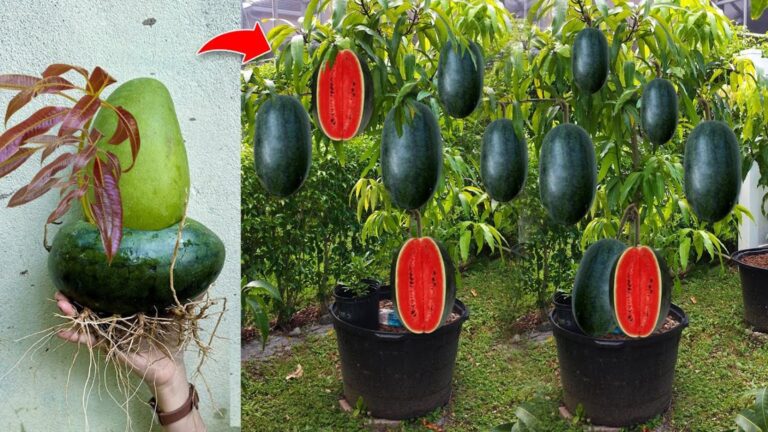 This forgotten trick transforms watermelon into a fruit-bearing mango factory…