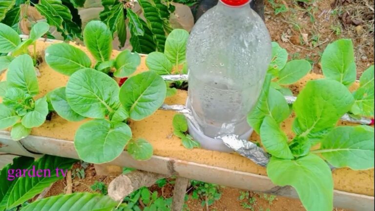 This simple method transforms any space into a thriving organic vegetable garden…