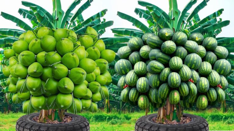 This simple method turns any space into a fruit tree paradise…