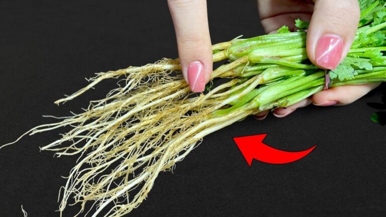 Transform your kitchen scraps into a lush garden… Discover the secret of coriander roots!