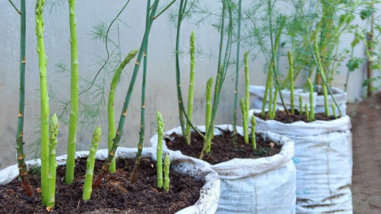This simple trick will transform your bag into a thriving asparagus garden…