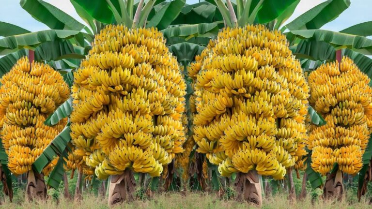 This simple trick transforms your yard into a tropical paradise… discover how!