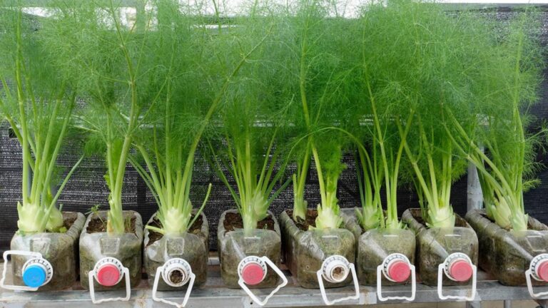 This simple gesture transforms your garden into a fragrant vegetable paradise…
