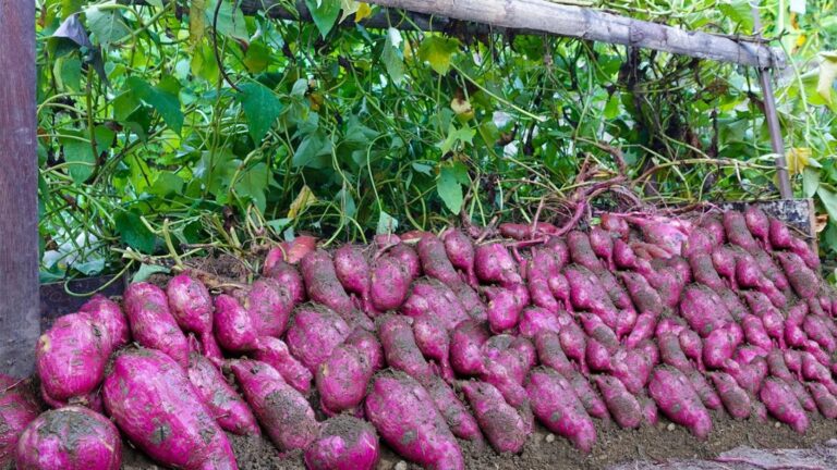 This simple method for vertical sweet potato gardening will amaze you…