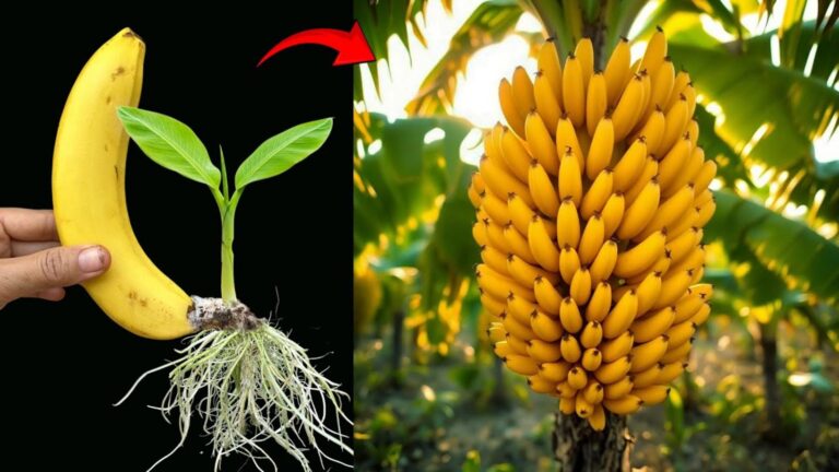 This simple technique transforms your banana trees into thriving, fast-growing plants…