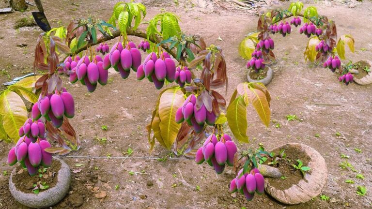 This simple method transforms ordinary mango trees into prolific producers…