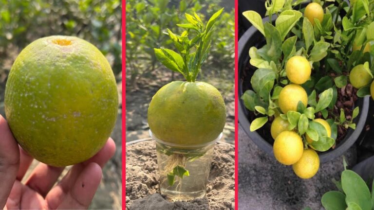 This simple method transforms kitchen scraps into thriving lemon trees…