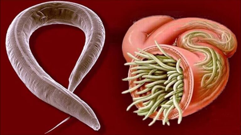 This forgotten trick can help you eliminate garden pests naturally…