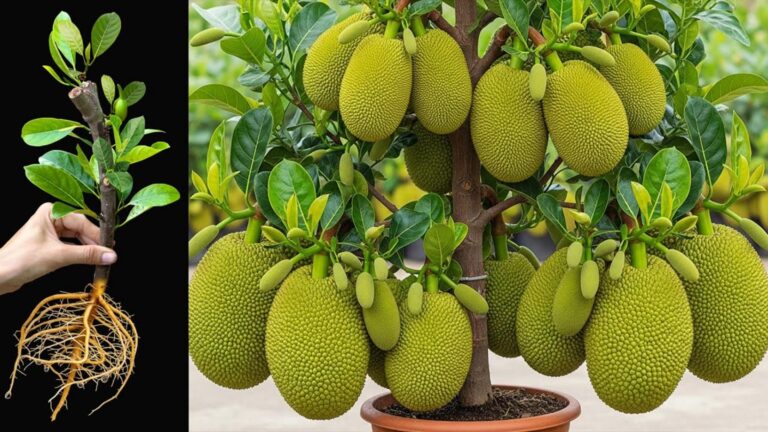 This simple trick makes jackfruit plants explode with roots and fruit…