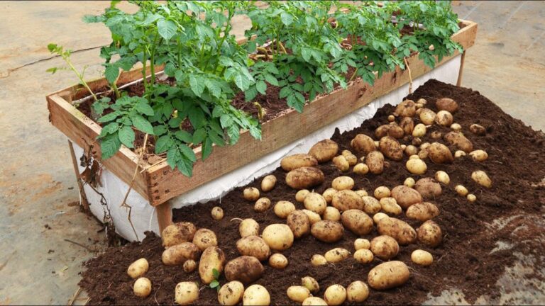 This simple technique transforms your garden into a potato paradise…