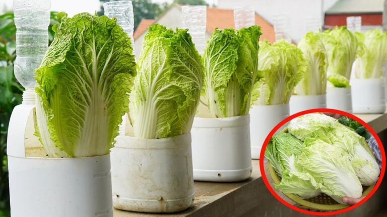This simple technique transforms plastic bottles into thriving cabbage gardens…