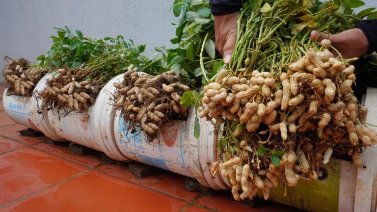 This simple method transforms your peanut harvest into a bountiful family feast…