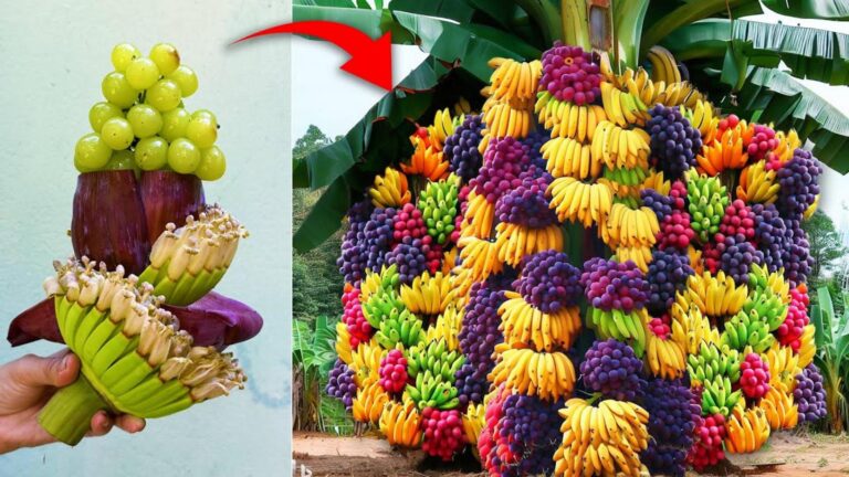 This simple trick transforms a Bottle Gourd tree into a fruit-producing marvel…
