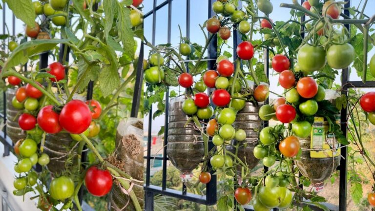 This simple trick transforms any space into a thriving tomato garden…