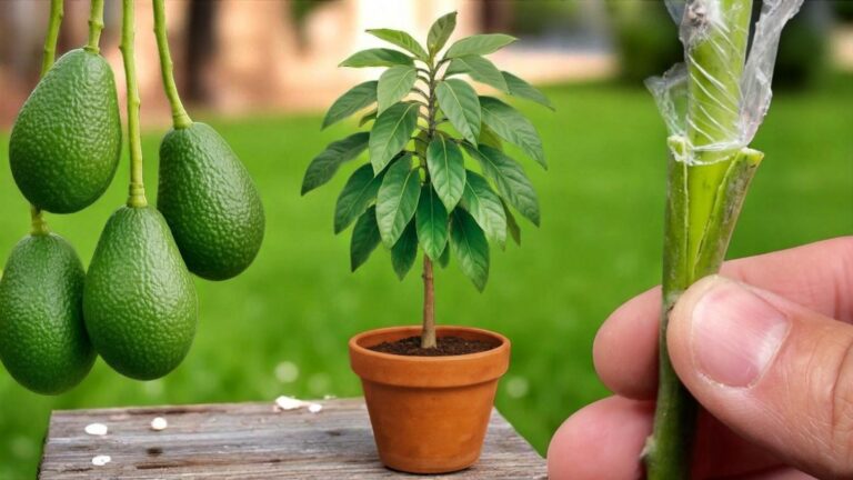 This simple technique transforms avocado seeds into fruit-bearing trees in just months…