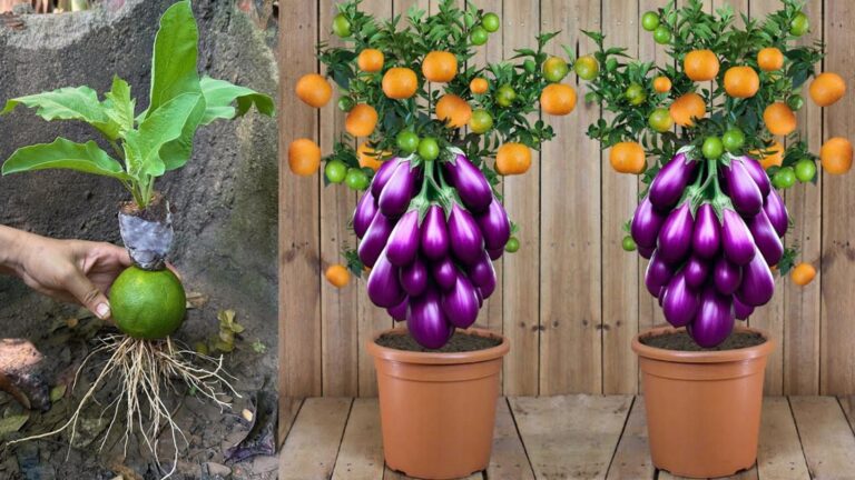 This unique method transforms oranges into thriving eggplant plants… discover how!