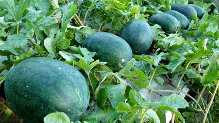 This simple technique transforms any terrace into a lush watermelon paradise…