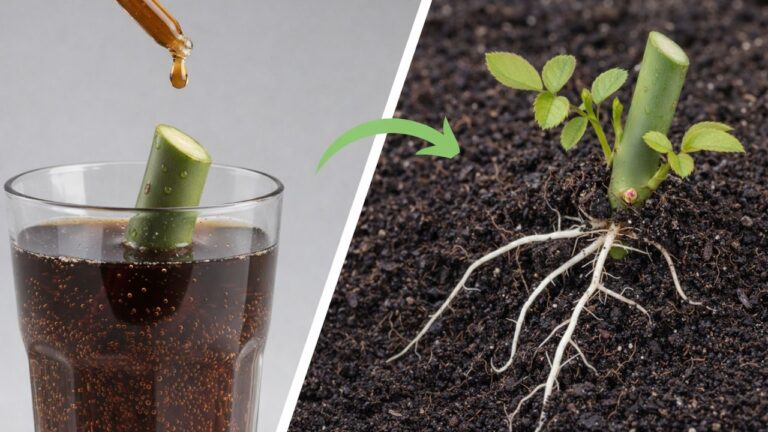 Coca-Cola Soak for Rose Cuttings: 3 Tips to Boost Your Success in 20 Minutes!