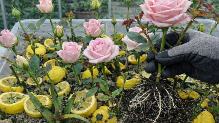 Revive Your Garden: 5 Easy Steps for 100% Natural Rose Cuttings!