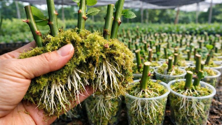 Grow 1,000 Roses in 7 Days with This Almost Free No Soil Method!