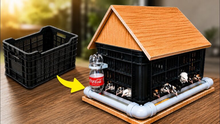 Transform 5 Old Boxes into an Incredible Chicken Coop You’ll Love!