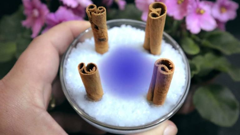 Put 4 cinnamon sticks in salt and discover the magic in 10 minutes