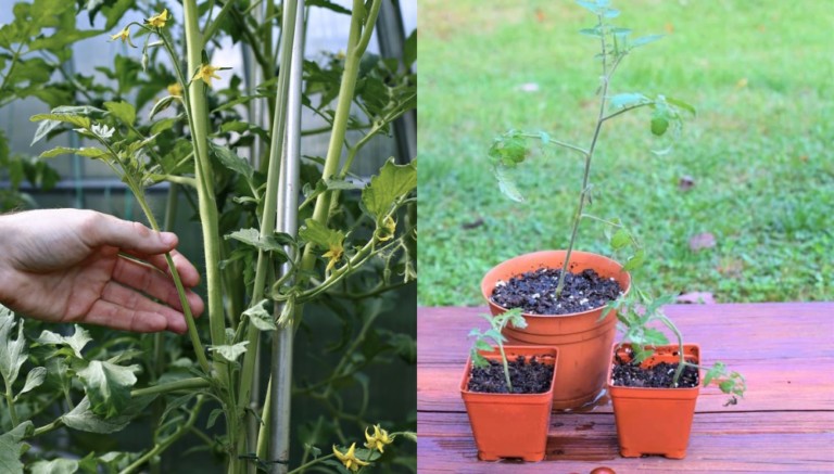 The Ultimate Guide to Cloning Tomato Plants from Cuttings