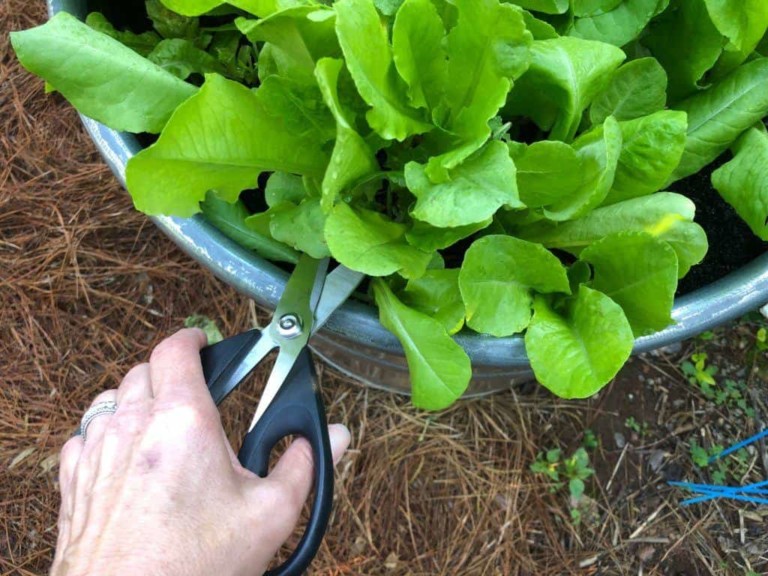 The Secret to Growing Endless Cut-and-Come-Again Lettuce