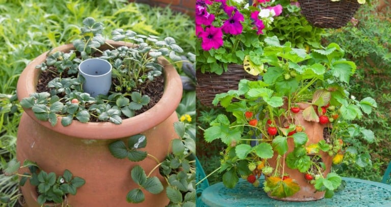 The Secret to Crafting a Hassle-Free Strawberry Watering Pot