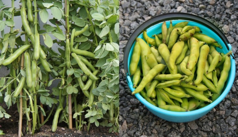 Maximize Your Garden: Tips for Growing High-Yield Fava Beans