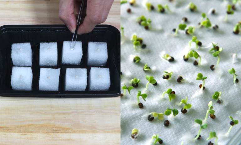 7 Creative Ways to Germinate Seeds Without Soil