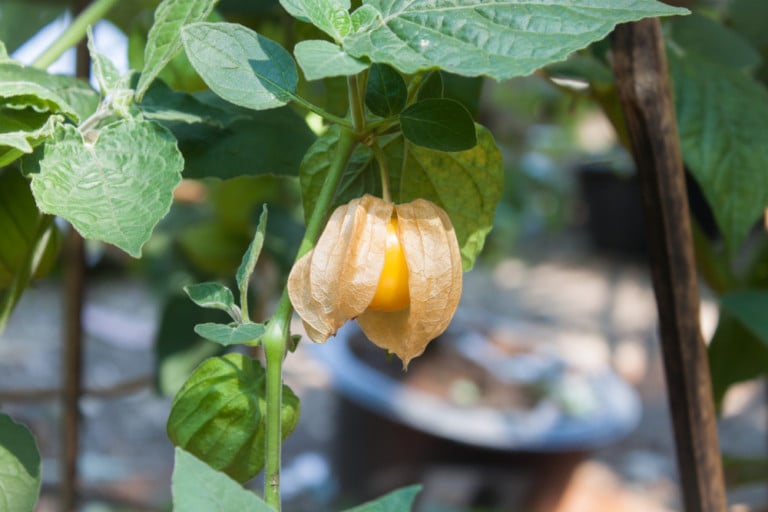 How to Grow Ground Cherries for a Bountiful Harvest
