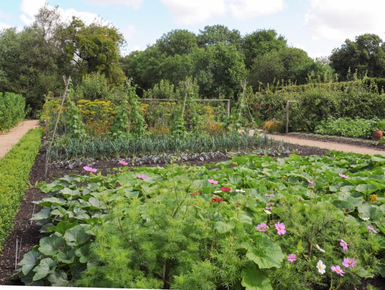 21 Proven Tips to Maximize Your Garden’s Fruit and Veg Yield