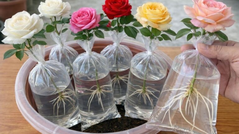7 Simple Steps to Grow Gorgeous Roses in Water – Try This Easy Propagation Method!