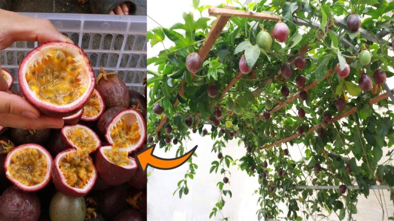 Grow 5 Passion Fruit Plants in Plastic Containers Without a Garden!