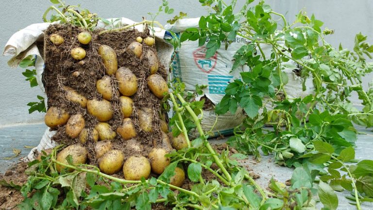 10 Amazing Tips for Growing Potatoes in Bags: See the Incredible Results!