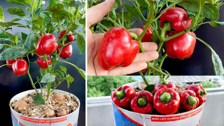 5 Essential Tips to Care for Your Bell Pepper Plants and Boost Yields