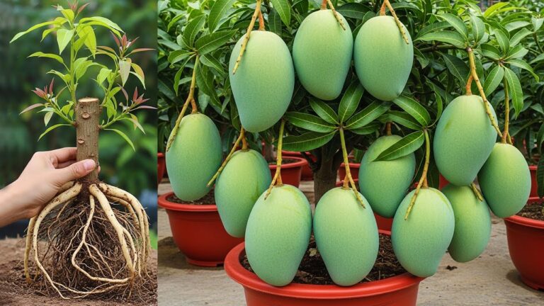 Discover 2 Easy Methods to Propagate Mango Plants at Home Today!
