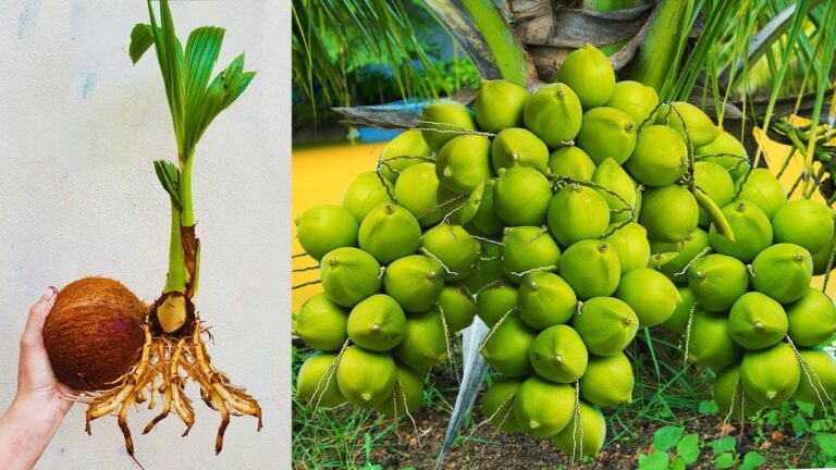 5 Proven Techniques to Grow Coconut Trees Faster and Healthier