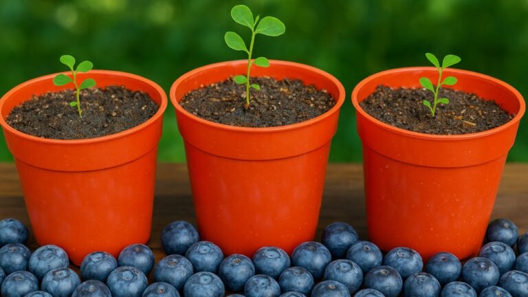 8 Simple Steps to Transplant Blueberries Grown from Seed Successfully