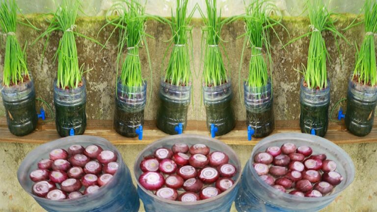 Grow 10+ Green Onions Without Soil: Discover This Easy Method Today!