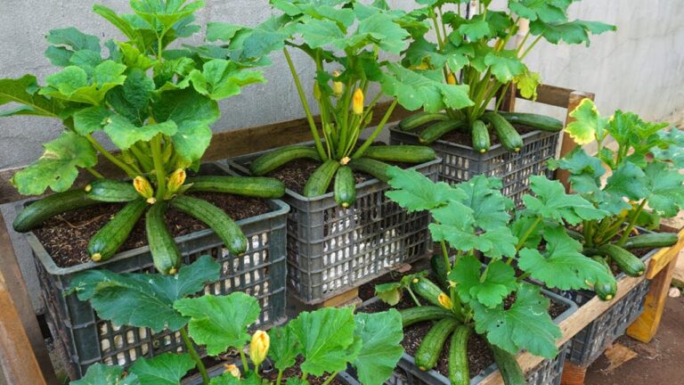 10 Simple Tips to Easily Grow Zucchini at Home This Season