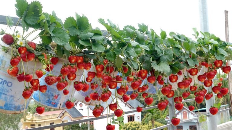 11 Secrets to Enjoy Fresh Strawberries Year-Round Without a Garden